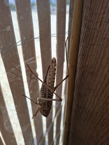 White-faced Bush-cricket