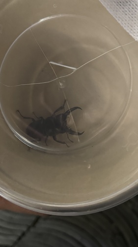 Serrognathus titanus platymelus