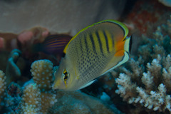 Chaetodon punctatofasciatus