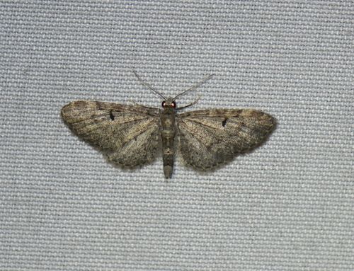 iNaturalist observation photo of Pug Moths