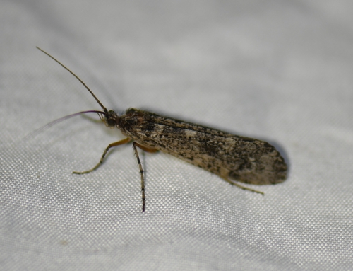 iNaturalist observation photo of Northern Caddisflies