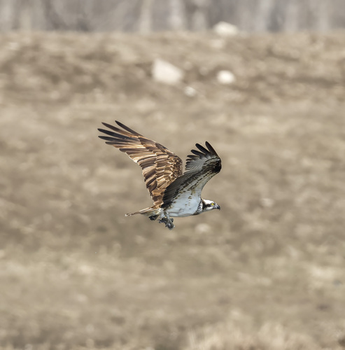 Osprey