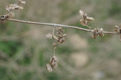 Atriplex micrantha