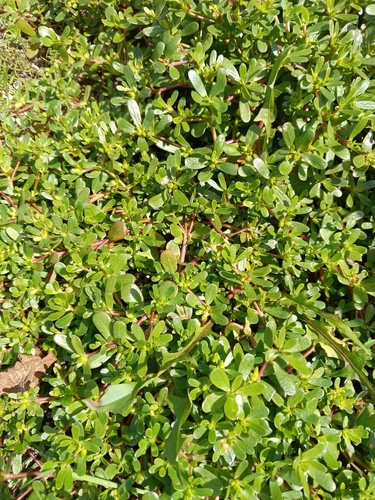Common Purslane