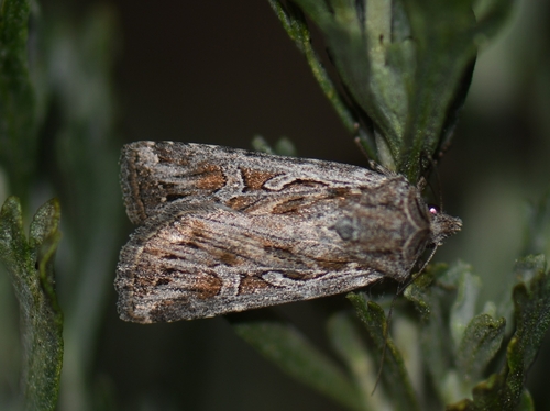 iNaturalist observation photo of Euxoa