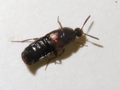 Aleochara