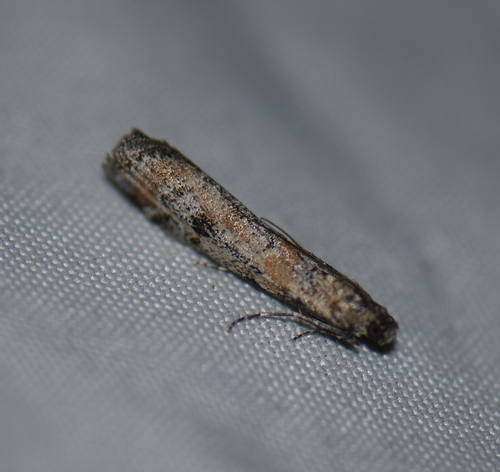 iNaturalist observation photo of Phycitini