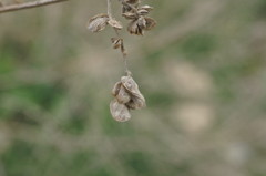 Atriplex micrantha