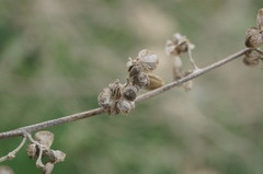 Atriplex micrantha