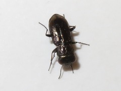 Notiophilus biguttatus