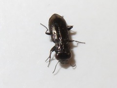 Notiophilus biguttatus