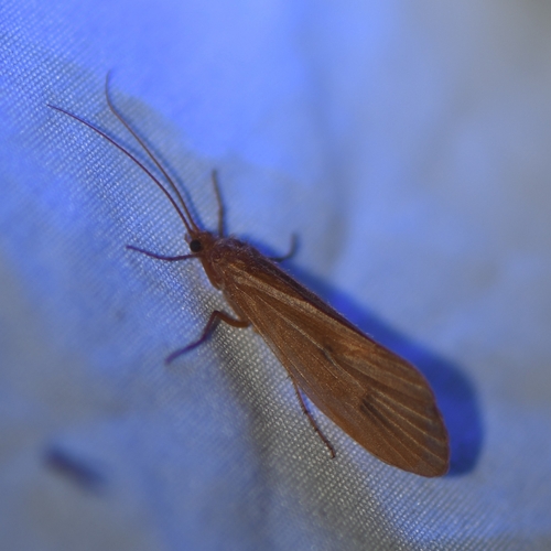 iNaturalist observation photo of Northern Caddisflies