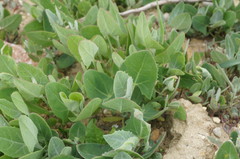Atriplex micrantha
