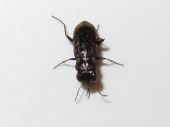 Notiophilus biguttatus