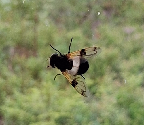 Pellucid Hover Fly