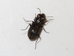 Notiophilus biguttatus