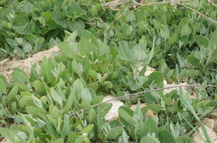 Atriplex micrantha