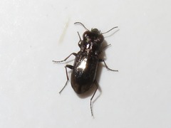 Notiophilus biguttatus