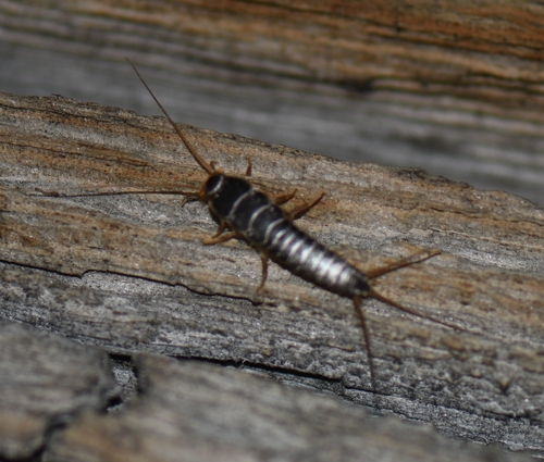 iNaturalist observation photo of Typical Silverfishes