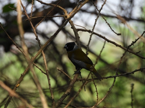 iNaturalist image