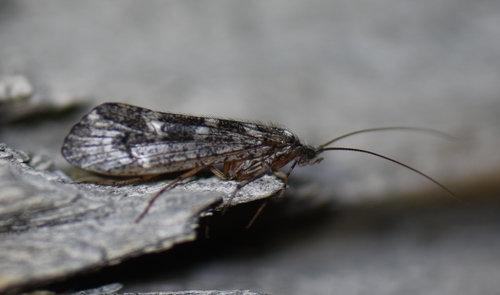 iNaturalist observation photo of Northern Caddisflies