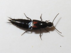 Philonthus cruentatus