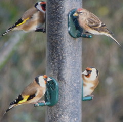 Carduelis carduelis