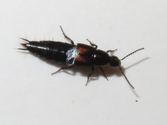 Philonthus cruentatus