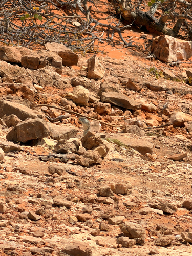 Princely Spiny-tailed Lizard