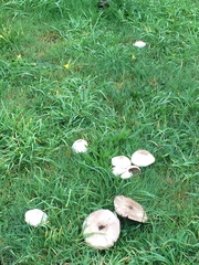Agaricales
