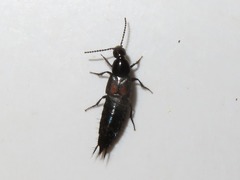 Philonthus cruentatus