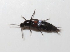 Philonthus cruentatus