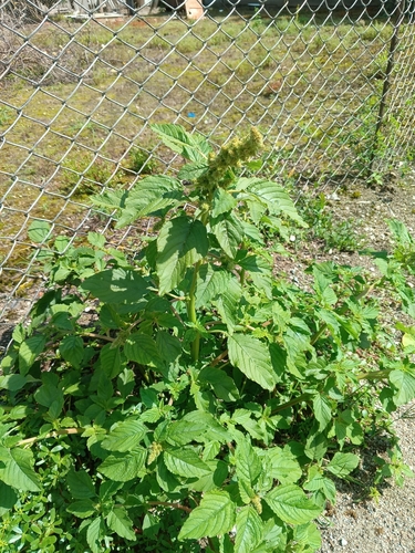 Redroot Amaranth