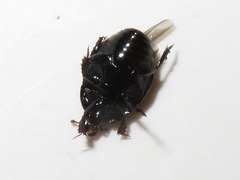 Margarinotus brunneus