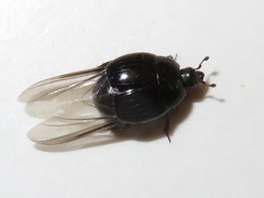 Margarinotus brunneus