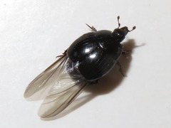 Margarinotus brunneus