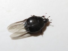 Margarinotus brunneus