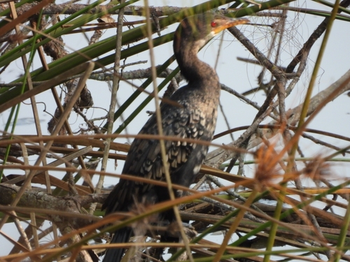 iNaturalist: (c) Freddie, some rights reserved (CC BY-NC), uploaded by Freddie iNaturalist image