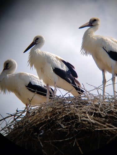 White Stork