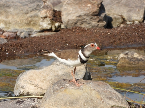 iNaturalist: (c) Verna Connan, some rights reserved (CC BY-NC), uploaded by Verna Connan iNaturalist image
