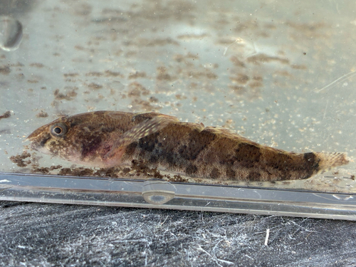 Western tubenose goby (Proterorhinus semilunaris) — Gobiidae — 2