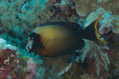 Acanthurus pyroferus