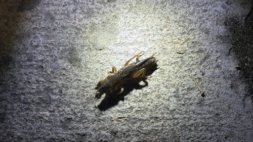 Oriental Mole Cricket