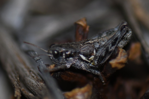 iNaturalist observation photo of Melanoplini