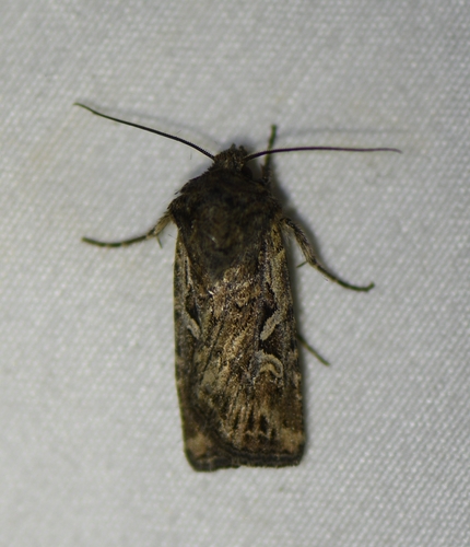 iNaturalist observation photo of Euxoa