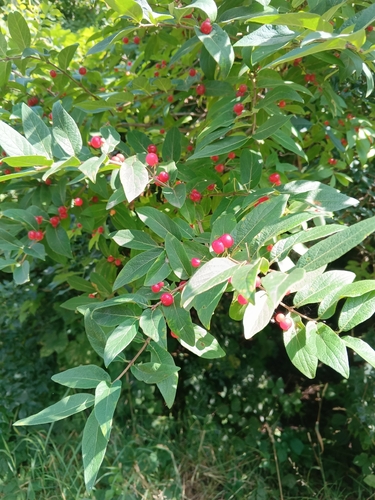 Tatarian honeysuckle