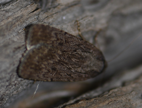 iNaturalist observation photo of Cutworms and Dart Moths
