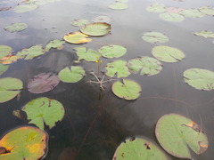 Utricularia radiata image