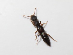 Rugilus rufipes