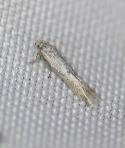 iNaturalist observation photo of Curved-horn Moths